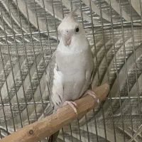 عروس هلندی نر و ماده