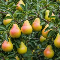 مرکز تخصصی نهال گردو پربازده و باکیفیت|خدمات باغبانی و درختکاری|اراک, |دیوار