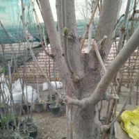 توت درشت وتنه دار سفیدوانار قرمز ریشه پر