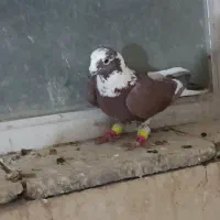 سه تا حیوون|پرنده|نیشابور, شهرک فیروزه|دیوار