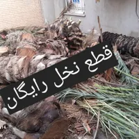 بریدن نخل حرس نخل سمپاشی نخل|خدمات باغبانی و درختکاری|اهواز, نادری|دیوار