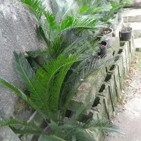 تعدادی گل سیکاس در سایز های مختلف|گل و گیاه طبیعی|رودسر, |دیوار