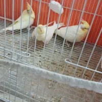 عروس هلندی لوتینو|پرنده|سبزوار, هویزه|دیوار