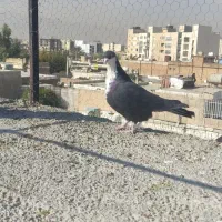 کفتر یا کبوتر