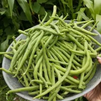 لوبیا استانبولی تازه