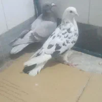 کبوتر پرشی|پرنده|قم, ولیعصر|دیوار