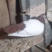 خال دم