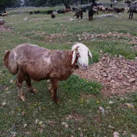 قیمت۱۲۰۰۰۰۰۰۰میلیون