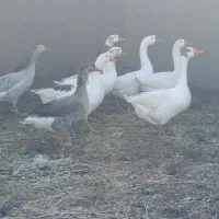 ۱۰۶عدد قاز فروش یکجا