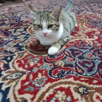 واگذاری گربه