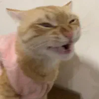 واگذاری گربه