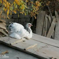 برهما مرغ وخروس مولد ونیمچه وجوجه های برهما