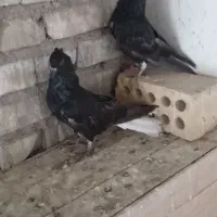 کبوتر پرنده