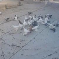 کفتر|پرنده|تبریز, |دیوار