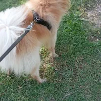 سگ پامر اشپیز اصیل