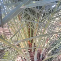 زمین کشاورزی