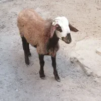 بره نر 1 عدد