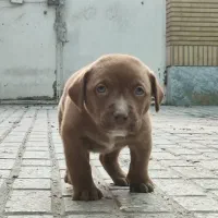 پیت بول، پیتبول نر|سگ|مشهد, زیبا شهر|دیوار