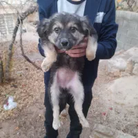 فروشی|سگ|شیراز, وحدت|دیوار