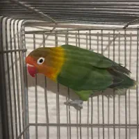 معاوضه کوتوله با قناری|پرنده|شاهینشهر, خانه کارگر|دیوار