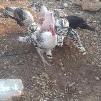 بوقلمون فروش|حیوانات مزرعه|دهدشت, |دیوار