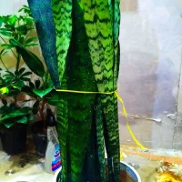 گیاه طبیعی|گل و گیاه طبیعی|خرمشهر, |دیوار