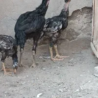 جوجه لاری