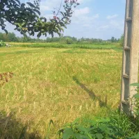 زمین 800 متری در بافت طرح هادی بر جاده اصلی|فروش زمین و ملک کلنگی|رودسر, |دیوار