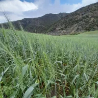 ۲ هکتار زمین کشاورزی روستای رضی رامیان|فروش دفتر صنعتی، کشاورزی، تجاری|رامیان, |دیوار