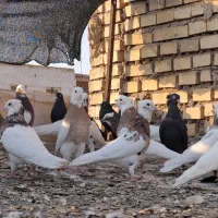 رنگی کفتر|پرنده|یزد, |دیوار