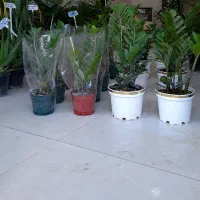 زاموفیلیا سبز در دو سایز