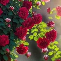 باغبانی خانه خود را به ما بسپارید