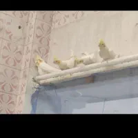 عروس هلندی