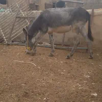 الاغ نر یکساله