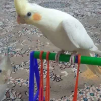 عروس هلندی جوان لوتینیو کاملا دستی