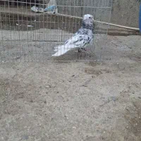 سورول