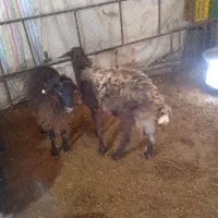 بره قوچ غزل افشار