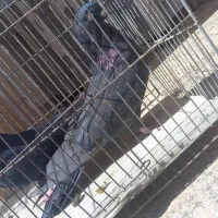 کبوتر نوک ریز چشم نوک سرور