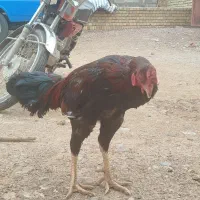 خروس لاری