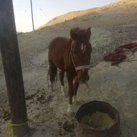 اسب نر اصیل|اسب و تجهیزات اسبسواری|مارگون, |دیوار