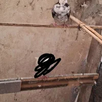 1جفت کفتر پرشی