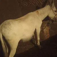 الاغ قاطر