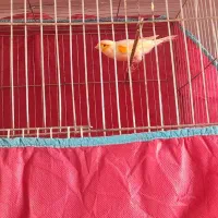 قناری|پرنده|کرمان, |دیوار