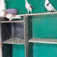 کبوتر   ‌.  شازده|پرنده|قشم, |دیوار