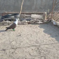 کربلایی فروشی