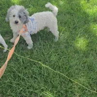 سگ شیتزو پامرین