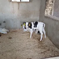 گاو گوساله تلیسه|حیوانات مزرعه|اصفهان, قهجاورستان|دیوار