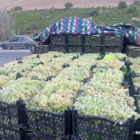 انگور عسگری و گوجه|خوردنی و آشامیدنی|قم, قلعه کامکار|دیوار