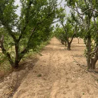 باغچه شهرکی ۳۰۰ متری دوردیوار زعفرانیه تنکمان
