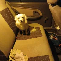 سگ خانگی|سگ|فامنین, |دیوار